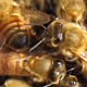 Illustration for article titled Bees To Humans: We'll Make Hives Out Of Your Plastic Trash